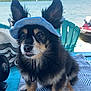 dog, small_dog, fluffy_fur, blue_visor, sitting, towel, outdoor, waterfront, calm_water, clear_sky, turquoise_chair, summer, pet, cute, relaxed, animal, companion, portrait, sun_protection, vacation