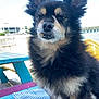 Ringo joined the competition — help win amazing prizes! dog, animal, pet, outdoor, picnic_table, towel, fur, ears, black, tan, water, pier, sunny, daytime, muzzle, snack, cute, fluffy, portrait, sitting