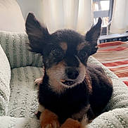 Ringo The Rescue joined the competition — help win amazing prizes! animal, blanket, comfort, companion, cozy, curtain, cute, dog, domestic, ears, fur, furniture, home, indoor, paw, pet_bed, relaxed, resting, small_dog, window