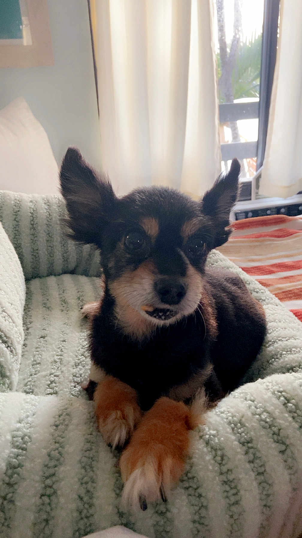 Ringo The Rescue