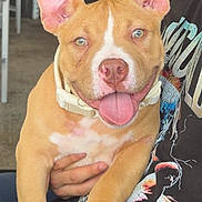 Zeus is registered to the contest to win money with this photo: puppy, dog, tan, white, ears, pink_nose, tongue_out, person, lap, hand, outdoor, patio, brick_wall, chair, casual, happy, pet, animal, young_dog, smiling