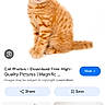 cat, kitten, orange_tabby, sitting, white_background, pet, animal, feline, young_cat, cute, small, fur, whiskers, ears, tail, looking_at_camera, domestic_cat, mammal, screen, smartphone
