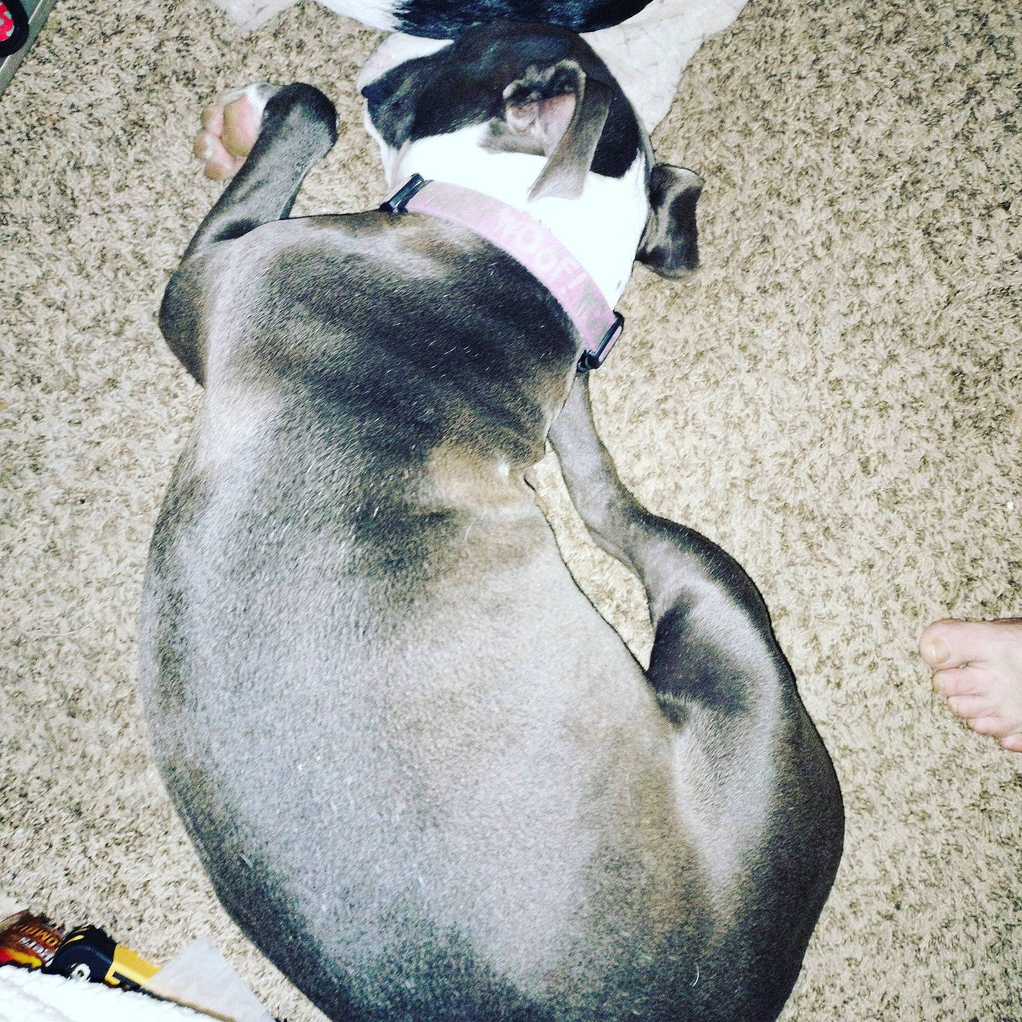 Diamond Marie Bones is registered to the contest to win money with this photo: canidae, comfort, dog_breed, fawn, flightless_bird, fur, human_leg, non_sporting_group, penguin, seabird, sporting_group, tail, terrestrial_animal, wildlife, working_animal