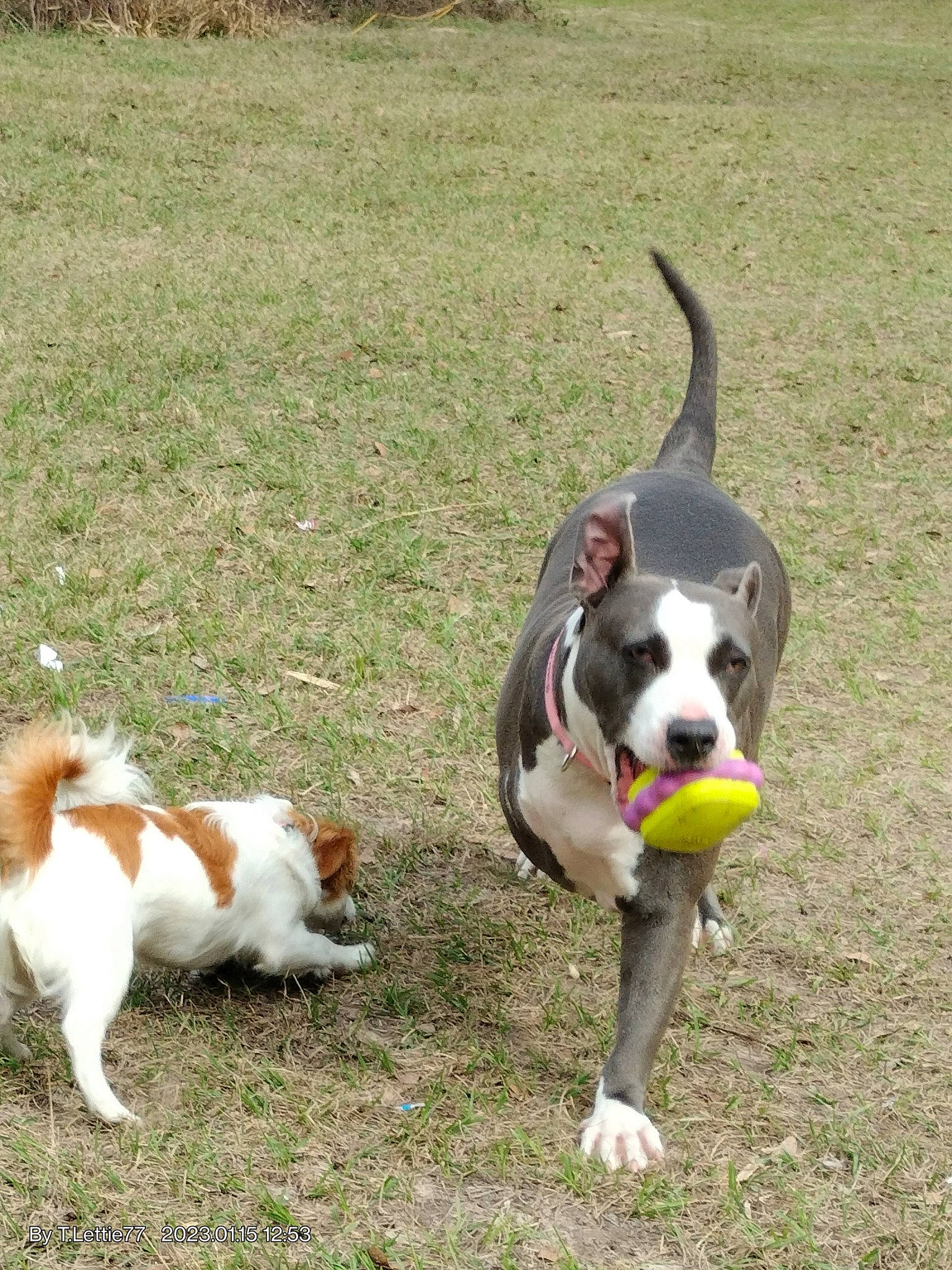 Diamond Marie Bones is registered to the contest to win money with this photo: boston_terrier, canidae, carnivore, cavalier_king_charles_spaniel, collar, companion_dog, dog, dog_breed, dog_collar, dog_supply, fawn, grass, leash, pet_supply, plant, snout, sporting_group, tail, working_animal, working_dog