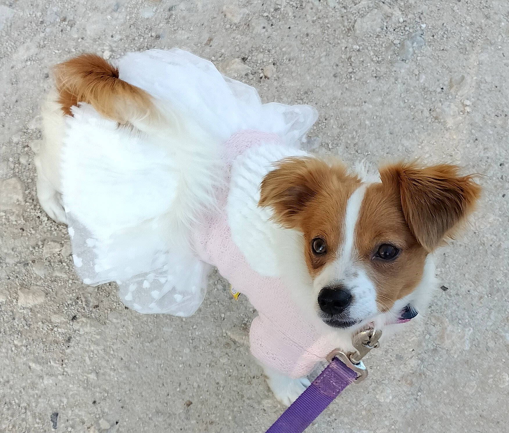 Angel Ivory Rouge is registered to the contest to win money with this photo: canidae, carnivore, companion_dog, dog, dog_breed, dog_supply, fawn, fur, irishjacks, non_sporting_group, puppy, small_terrier, snout, sporting_group, terrestrial_animal, toy_dog, whiskers