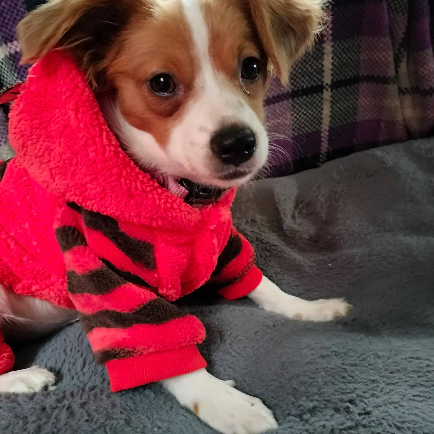 Angel Ivory Rouge is registered to the contest to win money with this photo: canidae, carmine, carnivore, collar, companion_dog, dog, dog_breed, dog_clothes, dog_supply, fur, leash, pattern, puppy, puppy_love, small_terrier, sporting_group, terrier, toy_dog, whiskers, working_animal