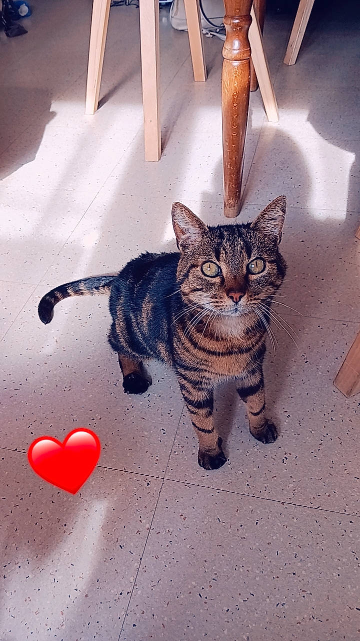 Luigi a rejoint le concours — aidez-le/la à gagner de superbes lots ! carnivore, cat, cool, fawn, felidae, floor, flooring, flowerpot, leg, light, line, organism, small_to_medium_sized_cats, snapshot, snout, tail, tints_and_shades, whiskers, window, wood