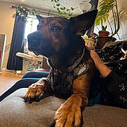 Frankie is registered to the contest to win money with this photo: black_and_brown, canine, closeup, collar, couch, curious, curtain, dog, domestic, fur, furniture, human_hand, indoor, lamp, living_room, paw, pet, plant, relaxing, window