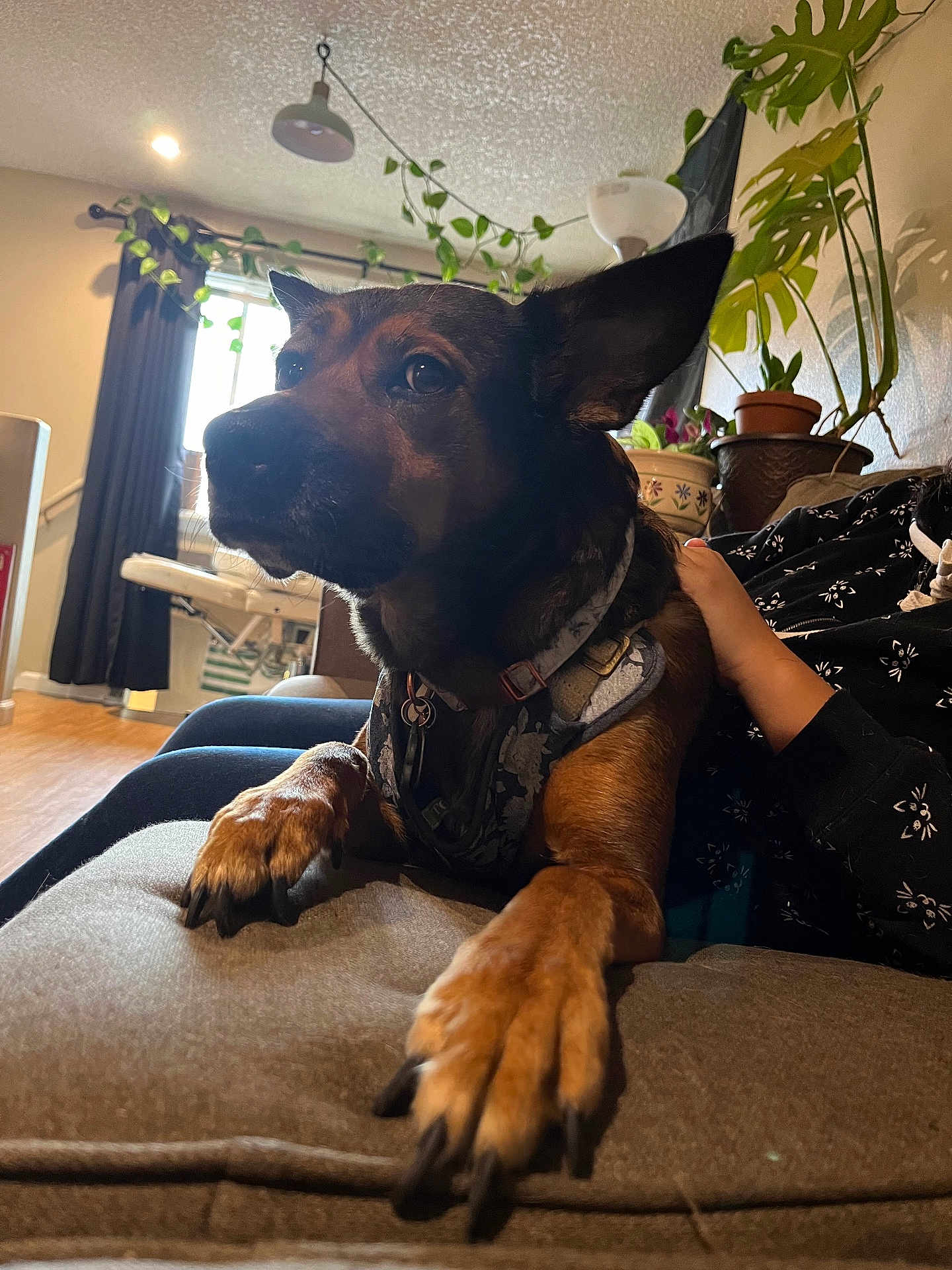 Frankie