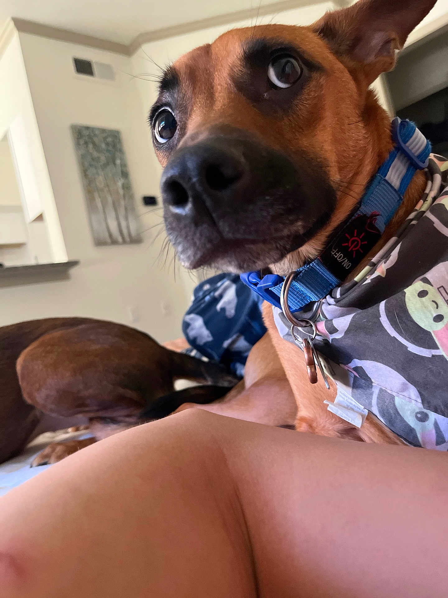 Papi