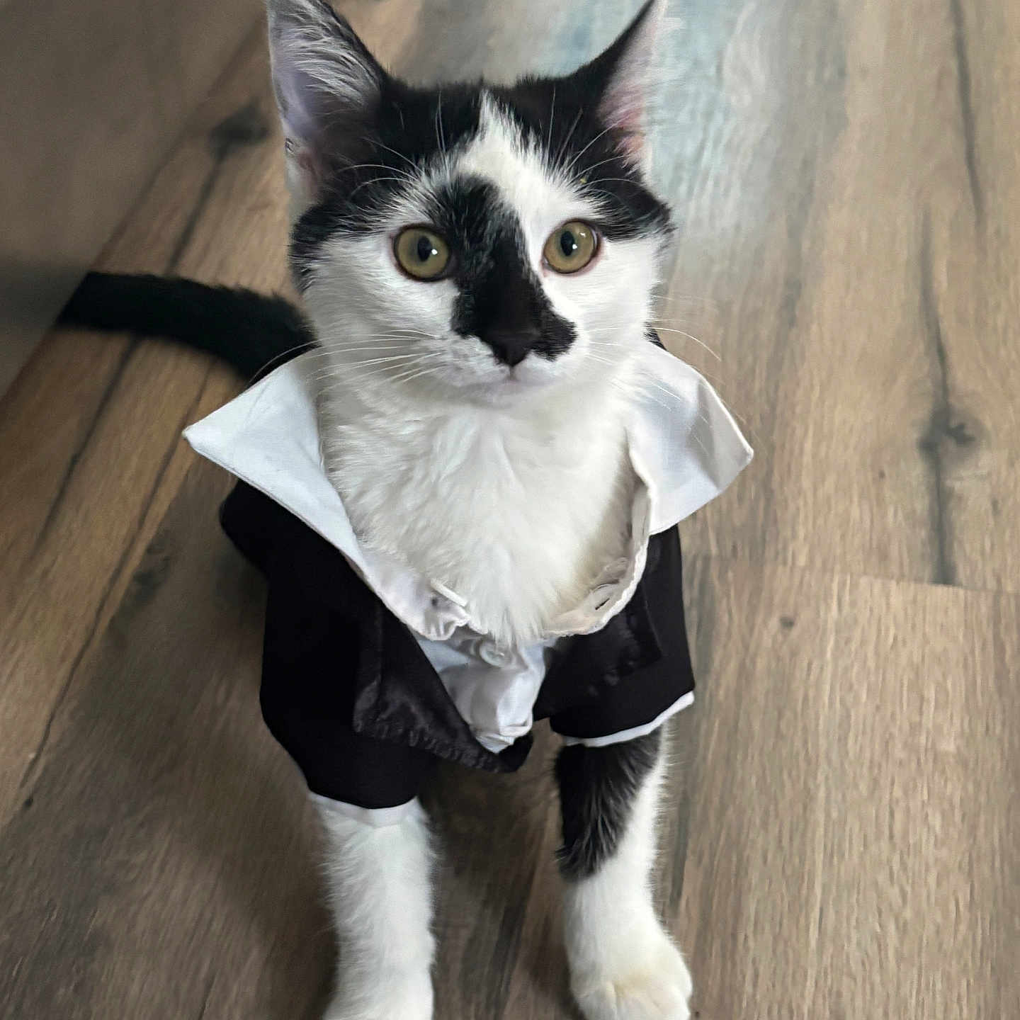 Charlie Wilson is registered to the contest to win money with this photo: abyssinian, accessories, angora, animal, cat, clothing, coat, doctor, formalwear, hardwood, hat, indoors, interiordesign, kitten, manx, pet, stainedwood, strap, tie, wood