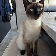Oréo a rejoint le concours — aidez-le/la à gagner de superbes lots ! cat, siamese_cat, blue_eyes, sitting, chair, indoor, kitchen, marble_countertop, white, brown, feline, pet, animal, domestic, fur, ears, whiskers, floor, jacket, modern