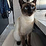 cat, siamese_cat, blue_eyes, sitting, chair, indoor, kitchen, marble_countertop, white, brown, feline, pet, animal, domestic, fur, ears, whiskers, floor, jacket, modern