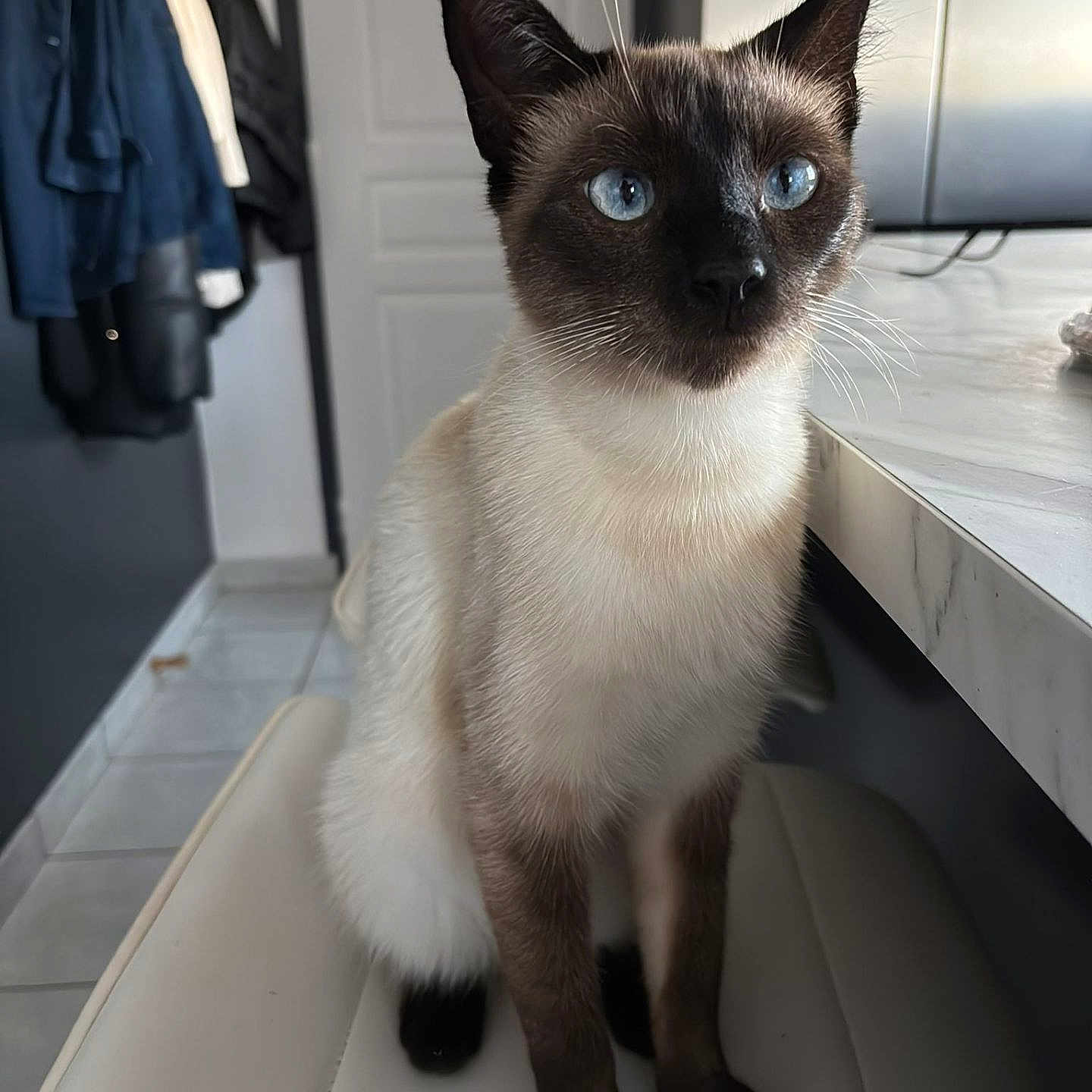 Oréo a rejoint le concours — aidez-le/la à gagner de superbes lots ! animal, blue_eyes, brown, cat, chair, domestic, ears, feline, floor, fur, indoor, jacket, kitchen, marble_countertop, modern, pet, siamese_cat, sitting, whiskers, white