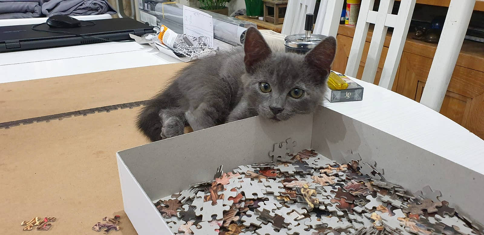 Rajah participe au concours pour gagner de l'argent avec cette photo : american_shorthair, asian, carnivore, cat, chartreux, domestic_short_haired_cat, european_shorthair, felidae, kitten, korat, mammal, nebelung, russian_blue, small_to_medium_sized_cats, whiskers