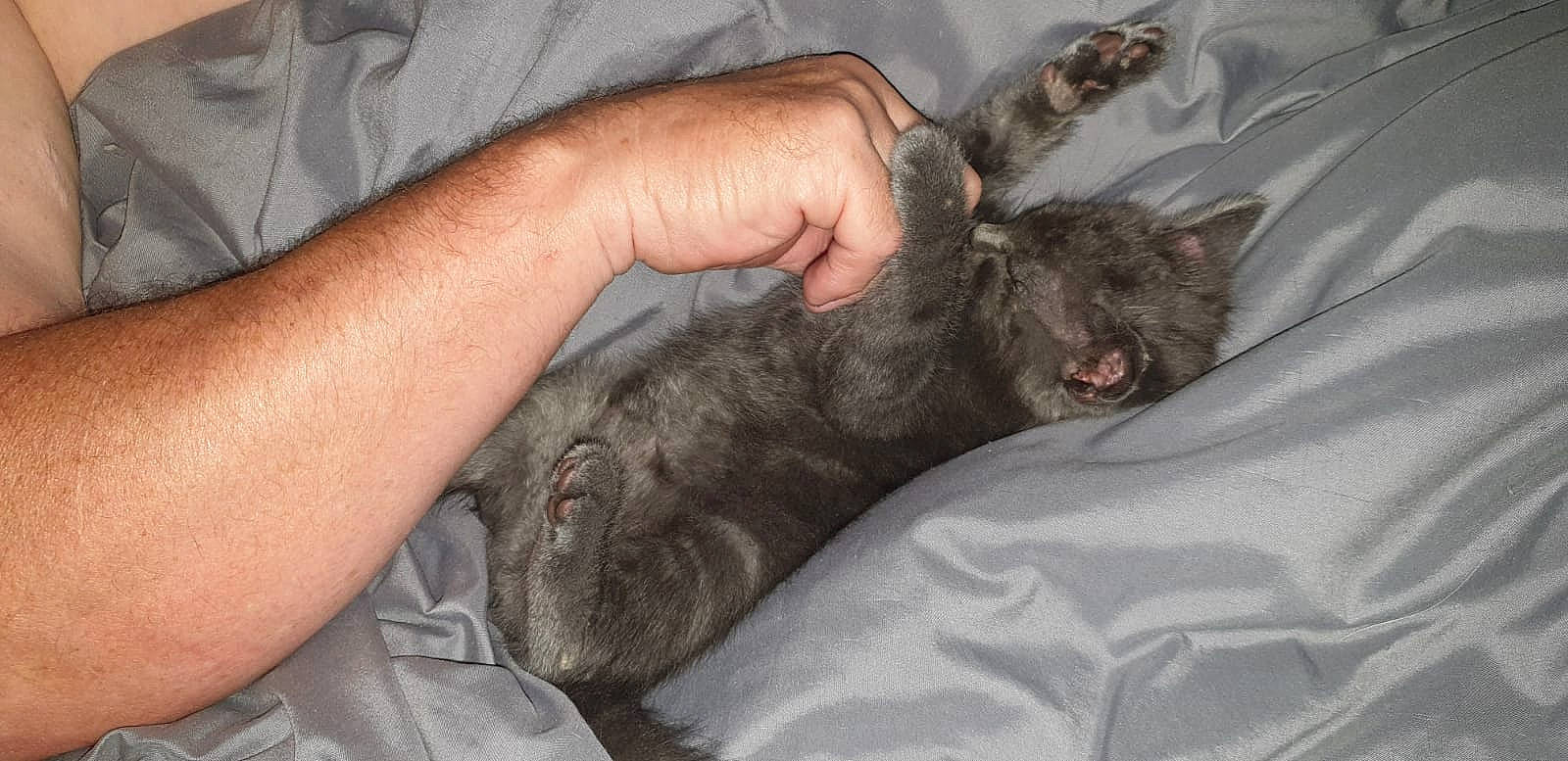 Rajah a rejoint le concours — aidez-le/la à gagner de superbes lots ! carnivore, cat, claw, domestic_short_haired_cat, ear, felidae, german_rex, hand, kitten, korat, rex_cat, russian_blue, small_to_medium_sized_cats, whiskers