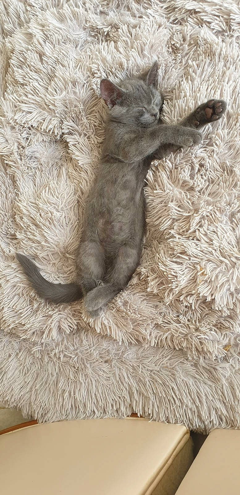 Rajah participe au concours pour gagner de l'argent avec cette photo : carnivore, cat, claw, cornish_rex, devon_rex, fawn, felidae, fur, german_rex, nebelung, rex_cat, russian_blue, selkirk_rex, small_to_medium_sized_cats, tail, whiskers