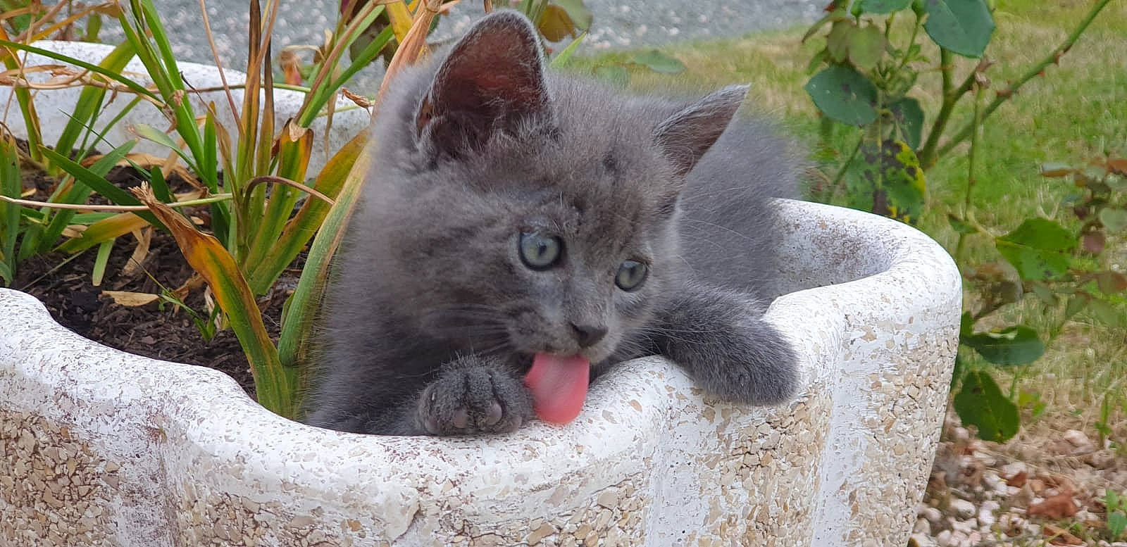 Rajah participe au concours pour gagner de l'argent avec cette photo : british_shorthair, burmese, carnivore, cat, chartreux, domestic_short_haired_cat, felidae, german_rex, kitten, korat, mammal, nebelung, russian_blue, small_to_medium_sized_cats, vertebrate, whiskers