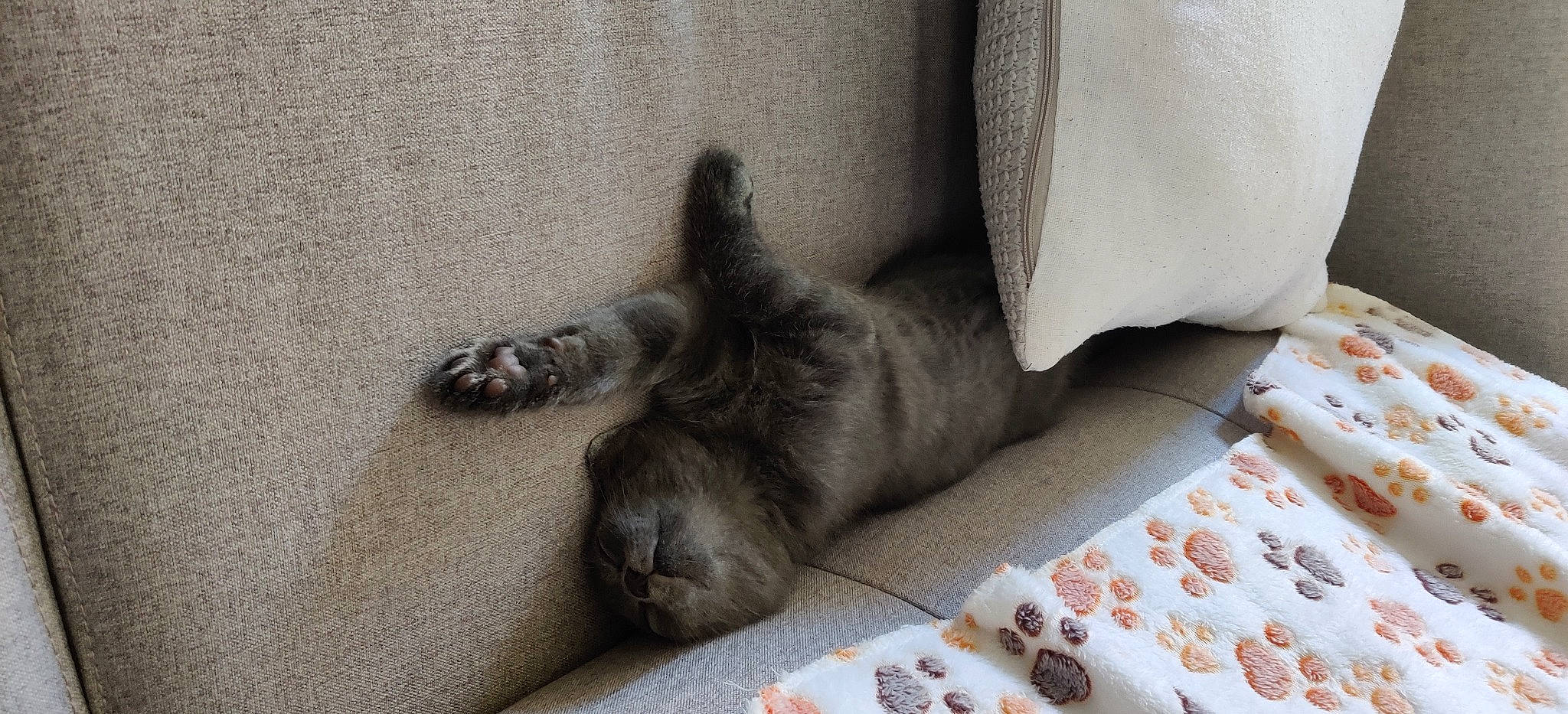 Rajah participe au concours pour gagner de l'argent avec cette photo : british_shorthair, carnivore, cat, chartreux, comfort, domestic_short_haired_cat, fawn, felidae, kitten, korat, nap, paw, russian_blue, sleep, small_to_medium_sized_cats, snout, whiskers