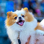 Lisa joined the competition — help win amazing prizes! dog, puppy, fluffy, small_dog, white_fur, brown_fur, long_hair, open_mouth, tongue, happy, smiling, pet, leash, collar, outdoor, portrait, close_up, animal, blurred_background, colorful