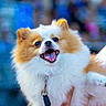 dog, puppy, fluffy, small_dog, white_fur, brown_fur, long_hair, open_mouth, tongue, happy, smiling, pet, leash, collar, outdoor, portrait, close_up, animal, blurred_background, colorful