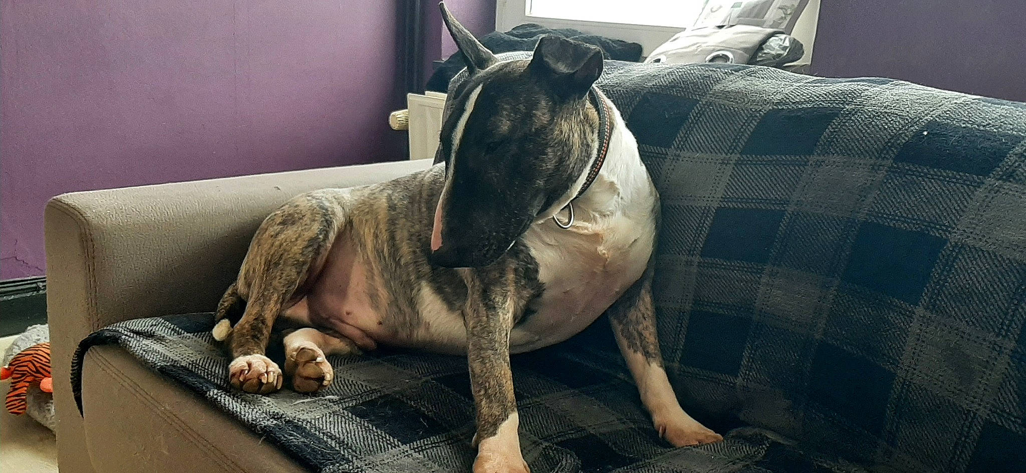 Stuart participe au concours pour gagner de l'argent avec cette photo : bulldog, canidae, carnivore, comfort, companion_dog, dog, dog_breed, fawn, grey, guard_dog, jaw, molosser, non_sporting_group, snout, sporting_group, terrestrial_animal, toy_dog, whiskers, working_animal, wrinkle