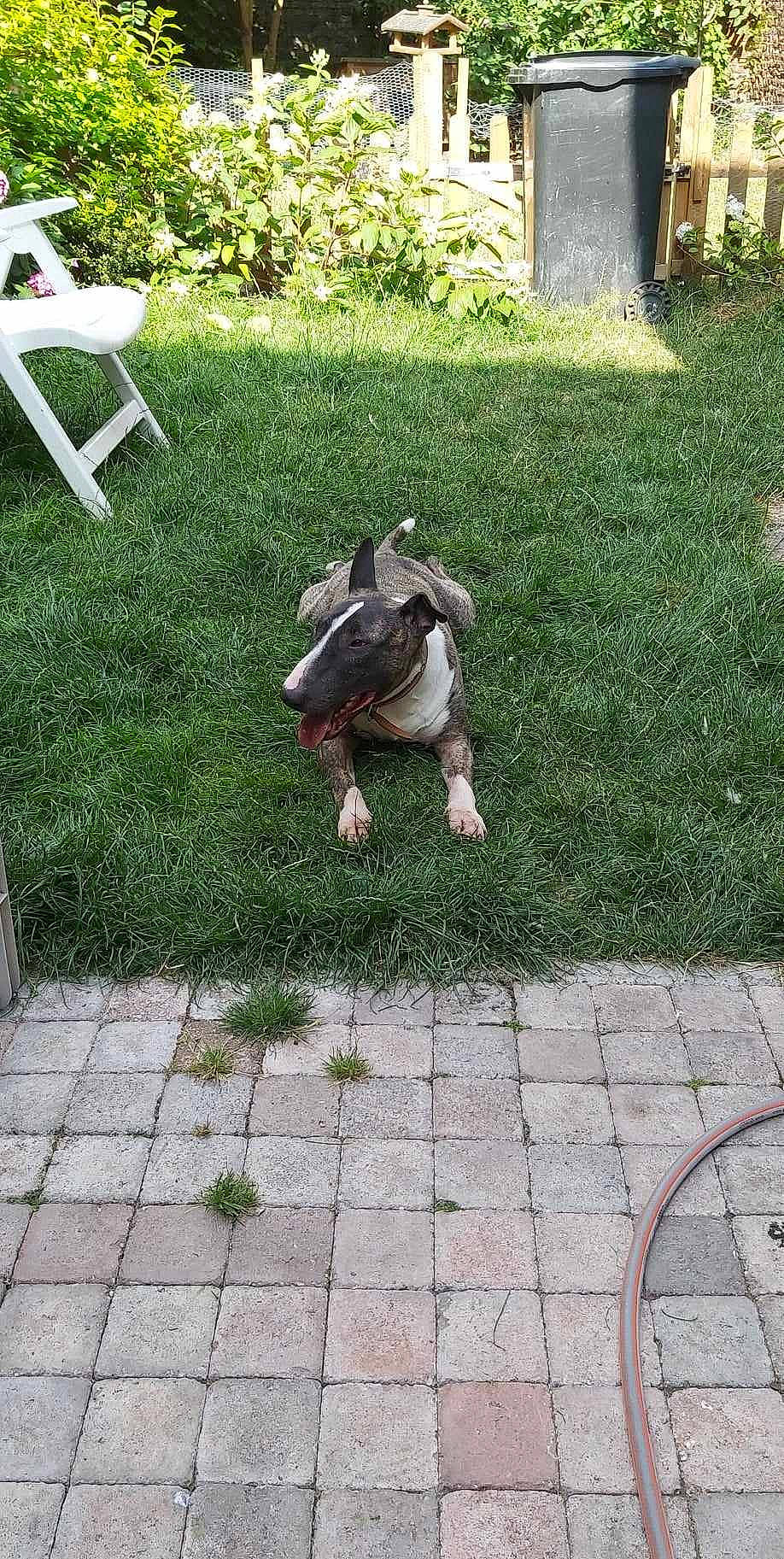 Stuart participe au concours pour gagner de l'argent avec cette photo : asphalt, bulldog, carnivore, companion_dog, dog_breed, fawn, felidae, flagstone, flooring, garden, grass, groundcover, landscaping, lawn, plant, road_surface, shrub, sidewalk, tail, walkway