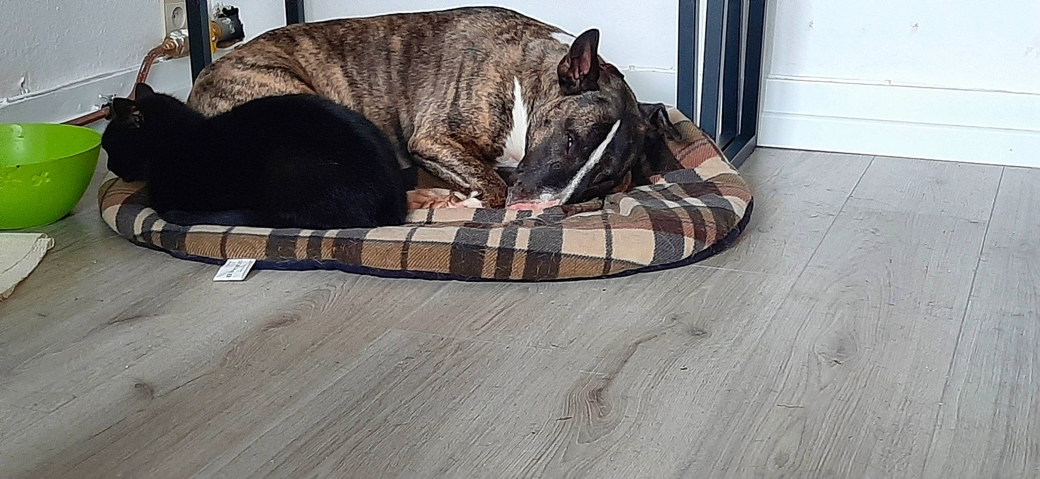 Stuart a rejoint le concours — aidez-le/la à gagner de superbes lots ! carnivore, collar, comfort, companion_dog, dog, dog_bed, dog_breed, fashion_accessory, fawn, felidae, flooring, fur, grey, hardwood, pattern, pet_supply, small_to_medium_sized_cats, tail, whiskers, wood