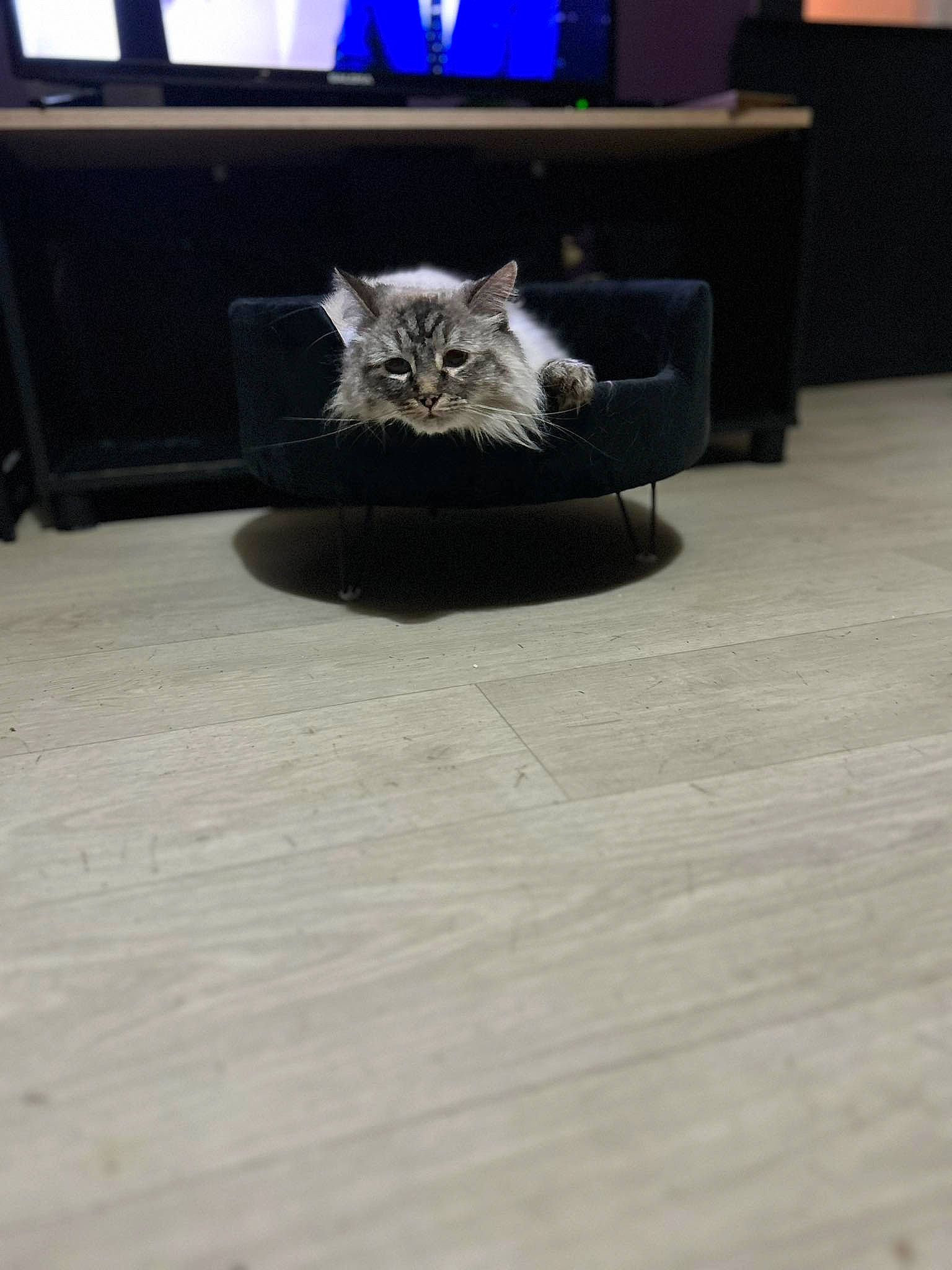 Yuka participe au concours pour gagner de l'argent avec cette photo : black_cat, carnivore, cat, comfort, couch, domestic_short_haired_cat, felidae, floor, flooring, fur, grey, hardwood, laminate_flooring, mammal, small_to_medium_sized_cats, tail, whiskers, wood, wood_flooring, wood_stain