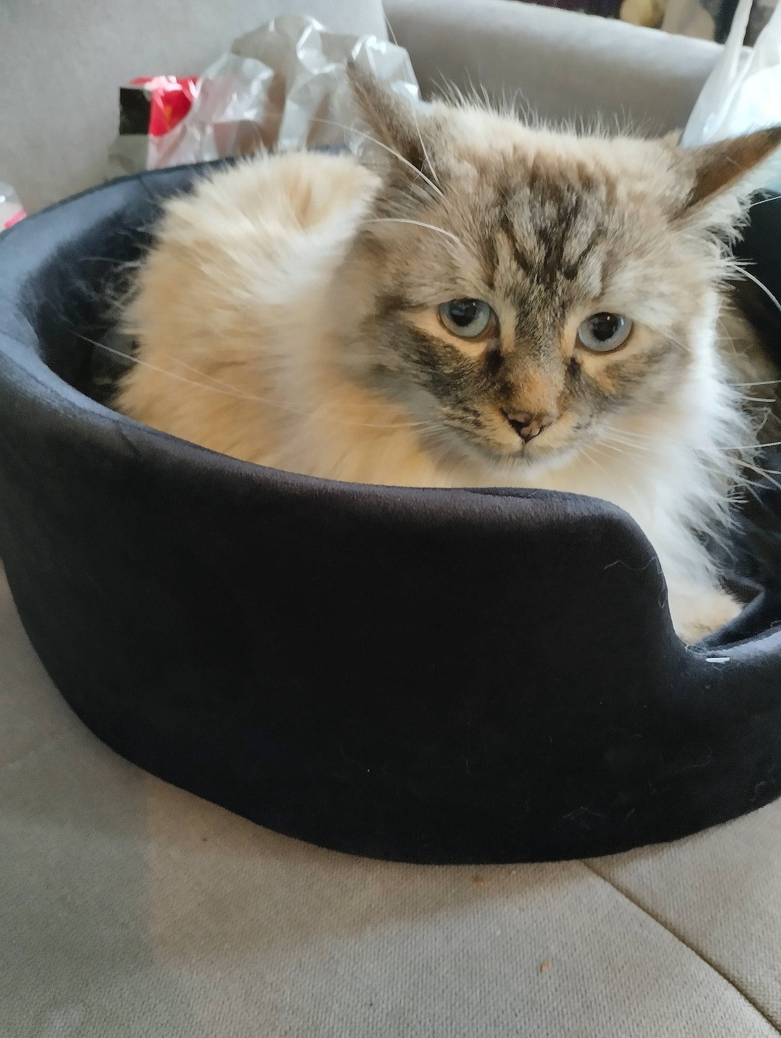 Yuka participe au concours pour gagner de l'argent avec cette photo : box, british_longhair, carnivore, cat, cat_supply, claw, domestic_short_haired_cat, fashion_accessory, fawn, felidae, fur, paw, photo_caption, small_to_medium_sized_cats, snout, tail, whiskers