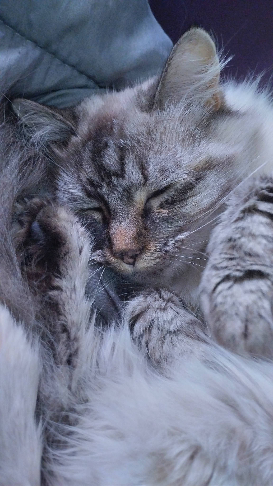 Yuka a rejoint le concours — aidez-le/la à gagner de superbes lots ! carnivore, cat, claw, close_up, comfort, domestic_short_haired_cat, felidae, fur, grey, plant, selkirk_rex, small_to_medium_sized_cats, snout, tail, terrestrial_animal, whiskers