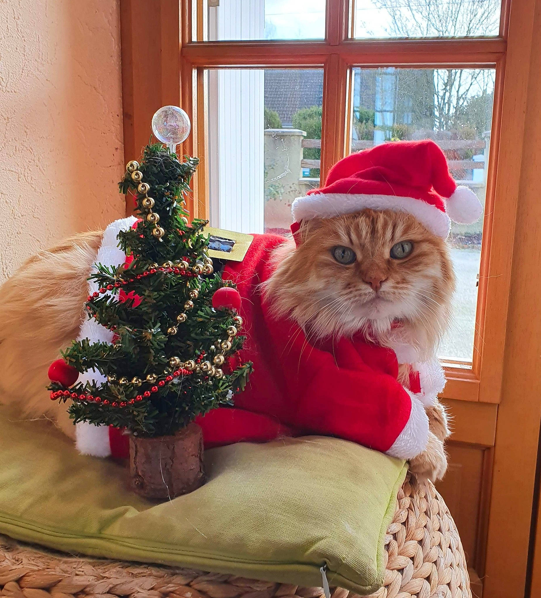 Cerise a rejoint le concours — aidez-le/la à gagner de superbes lots ! carnivore, cat, christmas, christmas_decoration, christmas_eve, christmas_ornament, christmas_tree, daylighting, felidae, fixture, fur, holiday, home, interior_design, living_room, ornament, peach, small_to_medium_sized_cats, whiskers