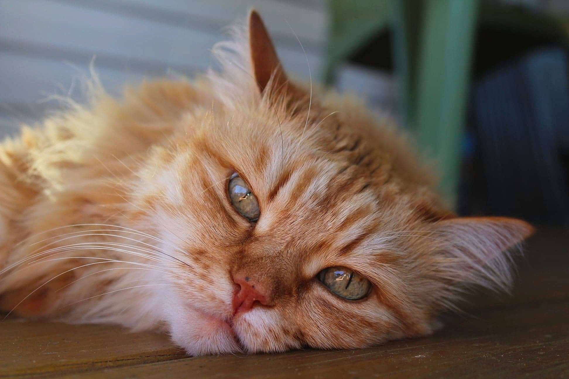 Cerise a rejoint le concours — aidez-le/la à gagner de superbes lots ! blond, british_semi_longhair, carnivore, cat, domestic_short_haired_cat, fawn, felidae, fur, kitten, peach, skin, small_to_medium_sized_cats, snout, tabby_cat, vertebrate, whiskers