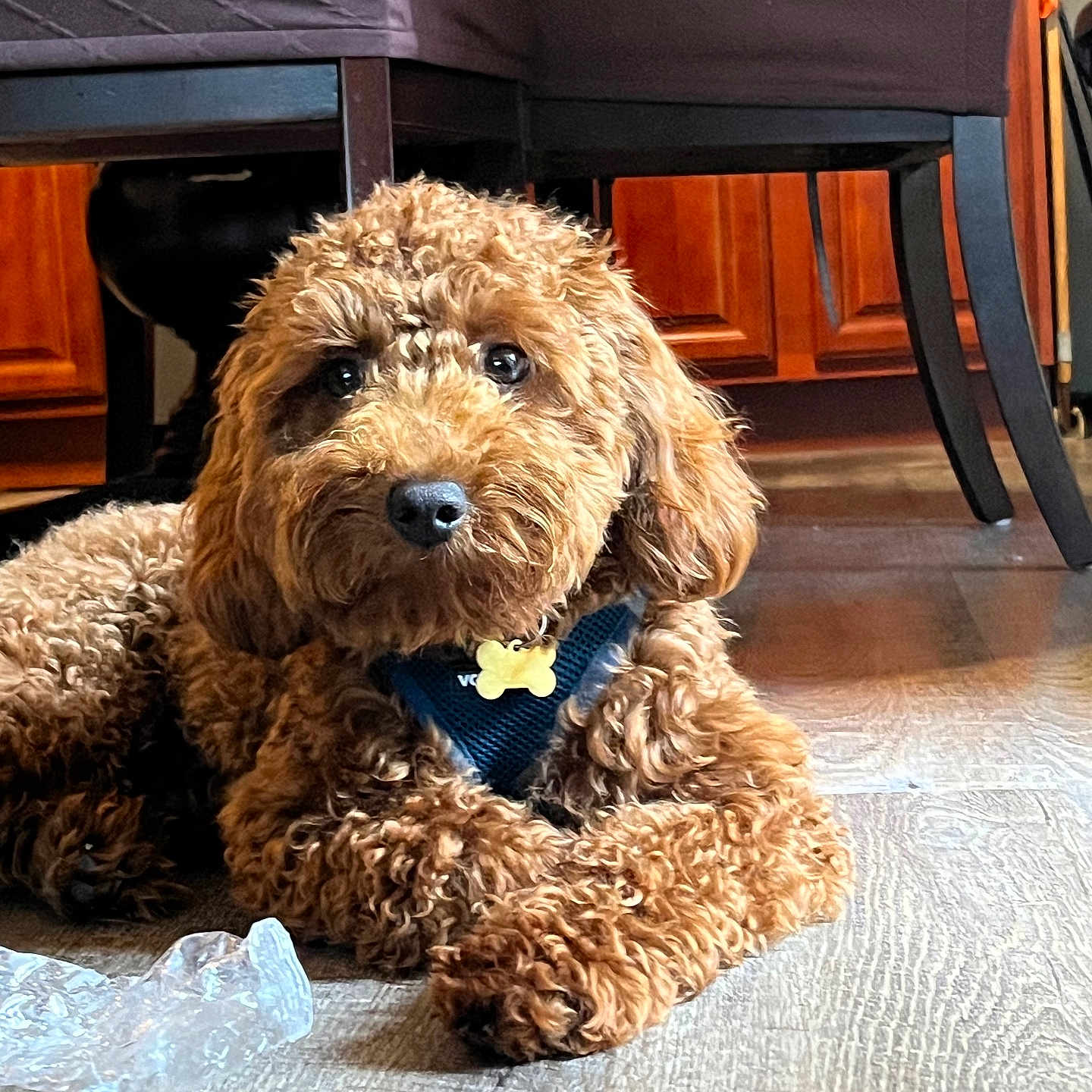 Buddy is registered to the contest to win money with this photo: animal, brown_dog, cabinet, chair, cozy, curly_fur, cute, dog, domestic, floor, fur, harness, house, indoor, looking_at_camera, pet, resting, table, wooden_floor, yellow_tag