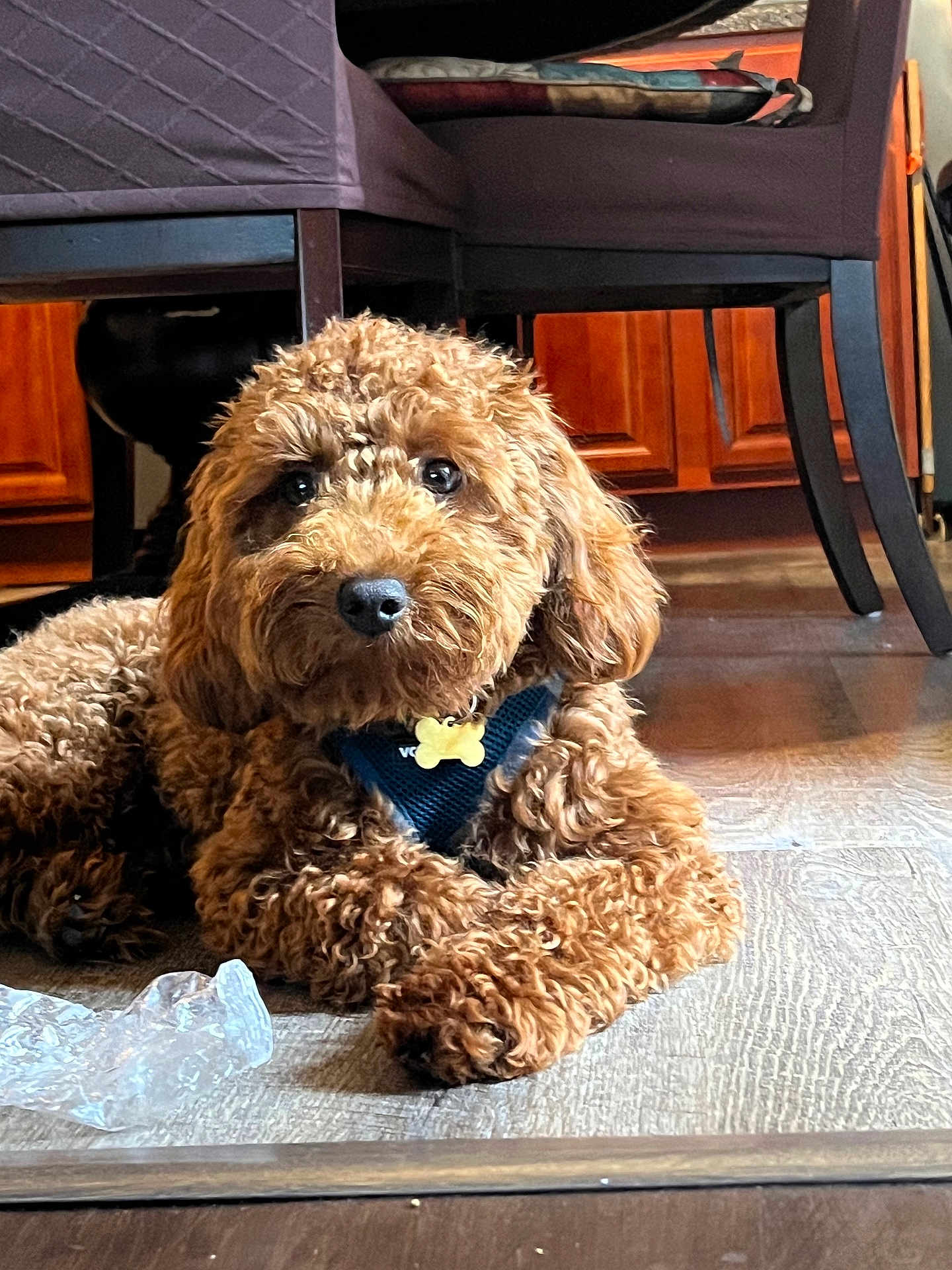 Buddy