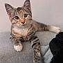 Yuna participe au concours pour gagner de l'argent avec cette photo : kitten, cat, tabby, fur, paw, whiskers, cute, pet, animal, indoor, gray, soft, relaxed, curious, closeup, young, mammal, face, ears, lying