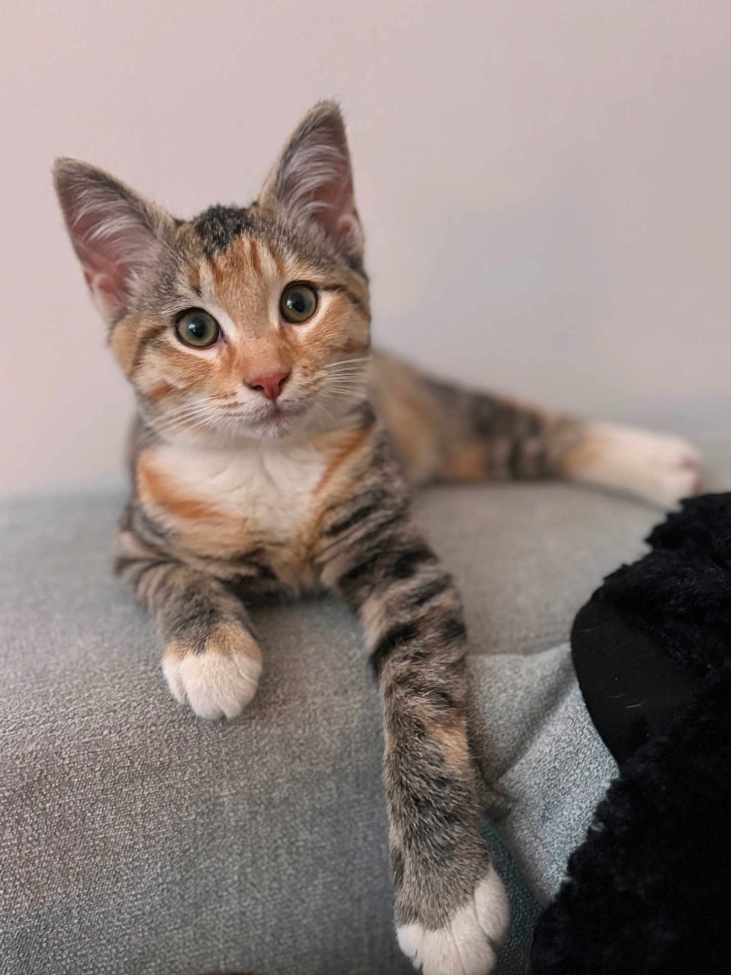 Yuna participe au concours pour gagner de l'argent avec cette photo : kitten, cat, tabby, fur, paw, whiskers, cute, pet, animal, indoor, gray, soft, relaxed, curious, closeup, young, mammal, face, ears, lying