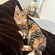 Yuna participe au concours pour gagner de l'argent avec cette photo : cat, tabby_cat, pet, animal, feline, domestic_cat, green_eyes, lying_down, blanket, brown_blanket, indoor, plant, potted_plant, table, floor, relaxing, cozy, fur, whiskers, cute
