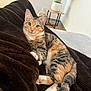 cat, tabby_cat, pet, animal, feline, domestic_cat, green_eyes, lying_down, blanket, brown_blanket, indoor, plant, potted_plant, table, floor, relaxing, cozy, fur, whiskers, cute