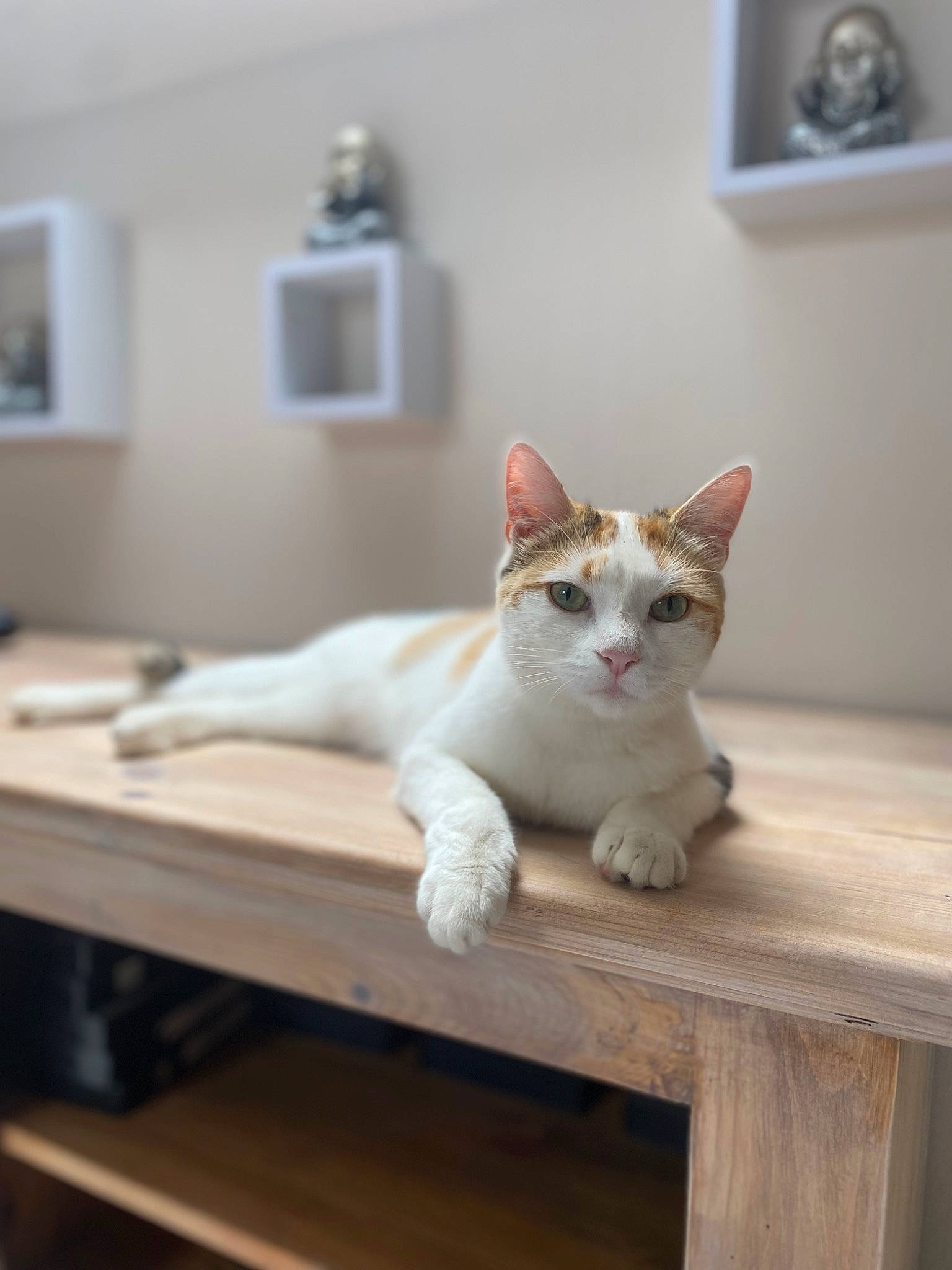 Suzy a rejoint le concours — aidez-le/la à gagner de superbes lots ! carnivore, cat, desk, domestic_short_haired_cat, fawn, felidae, flooring, fur, hardwood, paw, room, sitting, small_to_medium_sized_cats, table, tail, whiskers, wood