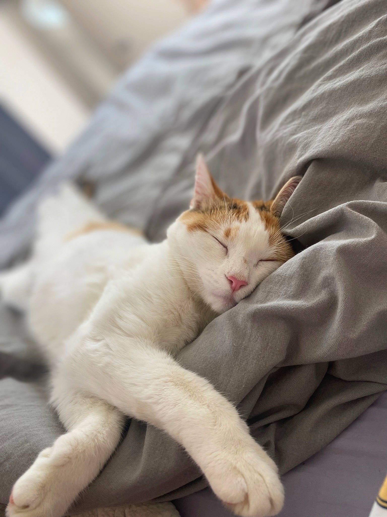 Suzy participe au concours pour gagner de l'argent avec cette photo : carnivore, cat, claw, comfort, domestic_short_haired_cat, fang, fawn, felidae, fur, linens, nap, paw, sitting, sleeve, small_to_medium_sized_cats, snout, tail, terrestrial_animal, whiskers