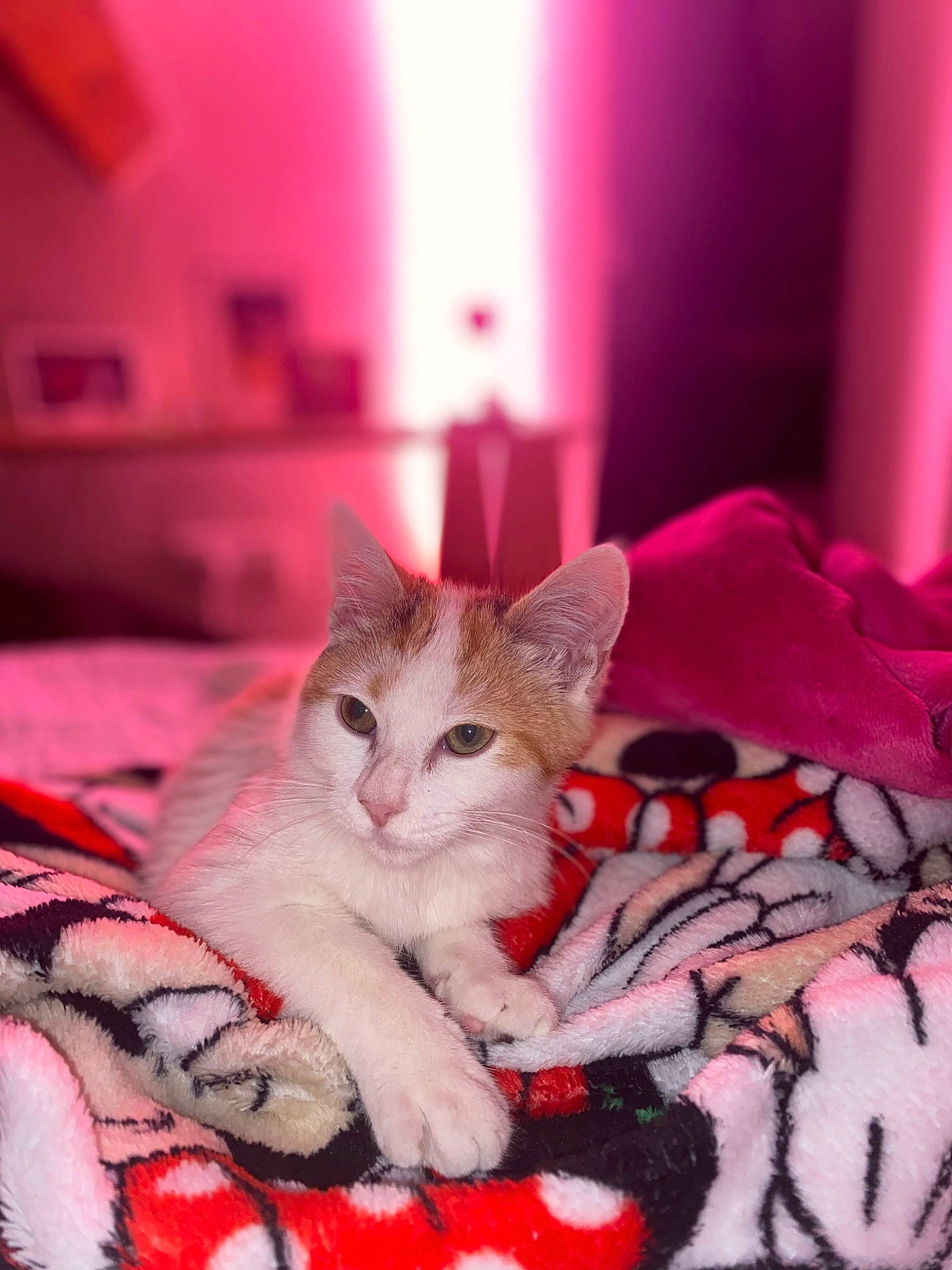 Suzy a rejoint le concours — aidez-le/la à gagner de superbes lots ! bed, bedding, carmine, carnivore, cat, claw, comfort, domestic_short_haired_cat, felidae, flooring, fur, linens, magenta, paw, pink, room, small_to_medium_sized_cats, snout, tail, whiskers
