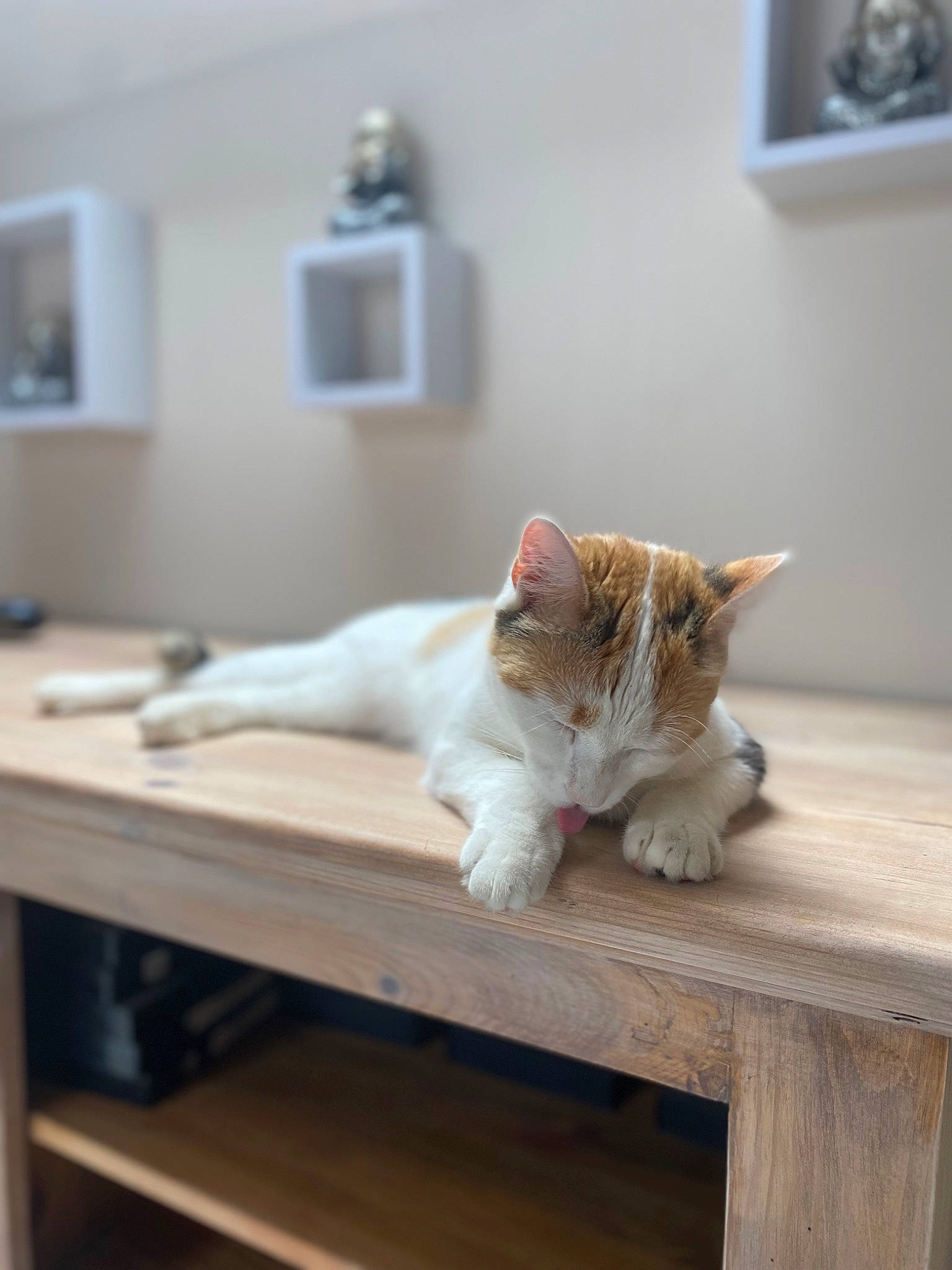 Suzy a rejoint le concours — aidez-le/la à gagner de superbes lots ! carnivore, cat, comfort, domestic_short_haired_cat, fawn, felidae, floor, flooring, fur, grey, hardwood, mammal, paw, room, small_to_medium_sized_cats, table, tail, vertebrate, whiskers, wood