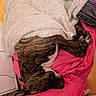 Tano participe au concours pour gagner de l'argent avec cette photo : animal, bed, blanket, brindle, cozy, curled_up, dog, dogs, fabric, floppy_ears, home, indoors, pet, pink_bedding, portrait, relaxed, resting, short_hair, sleeping, snuggling