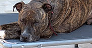 Tano a rejoint le concours — aidez-le/la à gagner de superbes lots ! animal, brindle_coat, camp_bed, canine, close_up, collar, cot, dog, leash, lying_down, mammal, metal_frame, outdoor, pavement, peaceful, pet, relaxed, resting, shadow, sleeping