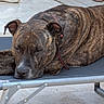 animal, brindle_coat, camp_bed, canine, close_up, collar, cot, dog, leash, lying_down, mammal, metal_frame, outdoor, pavement, peaceful, pet, relaxed, resting, shadow, sleeping