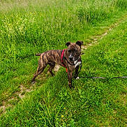 Tano participe au concours pour gagner de l'argent avec cette photo : animal, brindle_dog, canine, country_path, countryside, daylight, dog, grass, greenery, harness, landscape, leash, meadow, nature, outdoors, pet, portrait, standing, walking, wildflowers