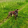 animal, brindle_dog, canine, country_path, countryside, daylight, dog, grass, greenery, harness, landscape, leash, meadow, nature, outdoors, pet, portrait, standing, walking, wildflowers