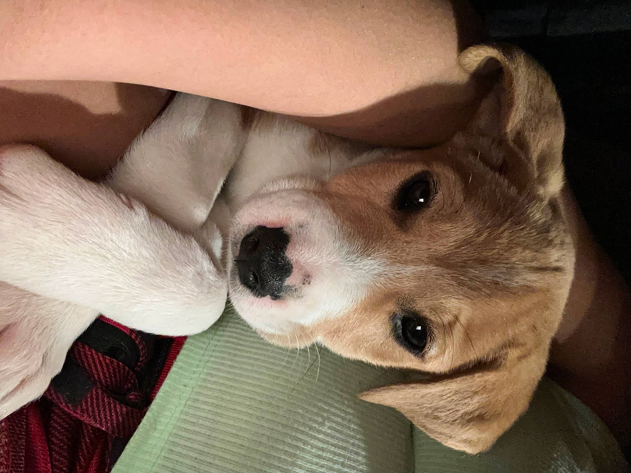 Kasey joined the competition — help win amazing prizes! canidae, carnivore, collar, comfort, companion_dog, dog, dog_breed, ear, fawn, fur, no_expression, non_sporting_group, selfie, snout, sporting_group, tartan, terrestrial_animal, whiskers, working_animal