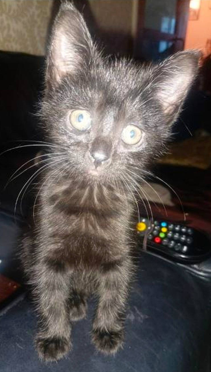 Lucki is registered to the contest to win money with this photo: black_cat, box, carnivore, cat, cat_toy, claw, domestic_short_haired_cat, fawn, felidae, fur, gadget, grey, input_device, paw, peripheral, remote_control, small_to_medium_sized_cats, snout, tail, whiskers